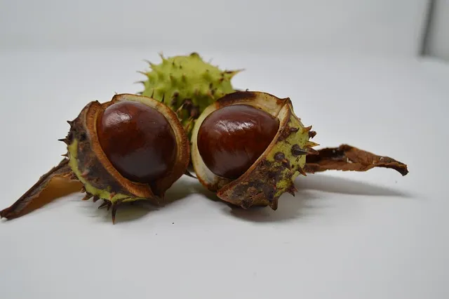 32ème championnat de France de conkers