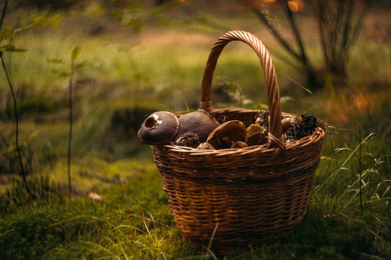 Conférence Les champignons