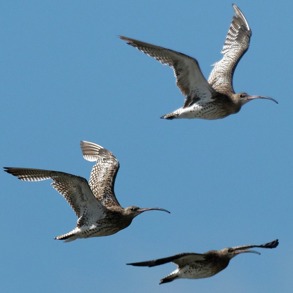 C'est quoi cet oiseau que j'ai vu sur le Bassin ?