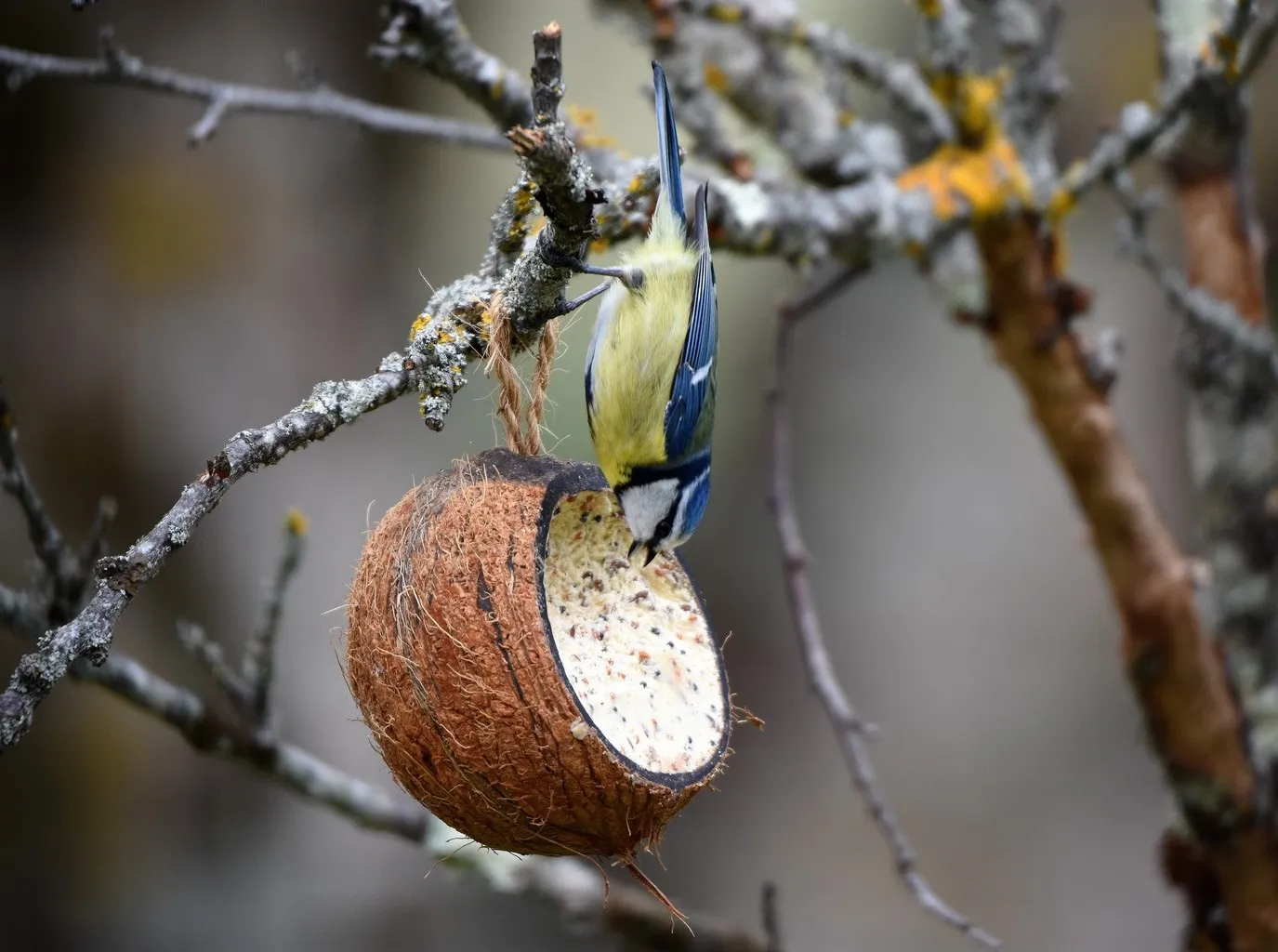 Atelier "De l'oiseau à la boule de graines"