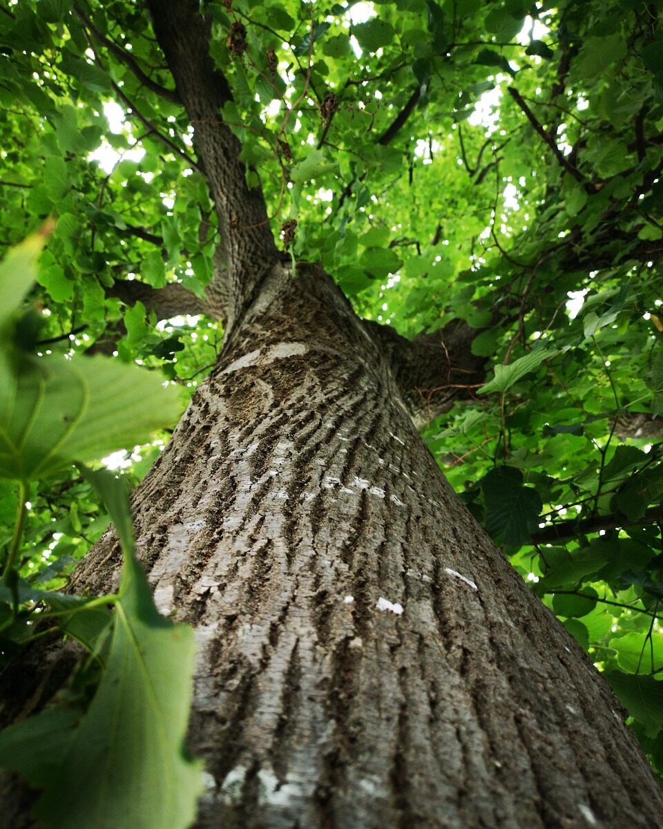 Fête de l'arbre et des plantes 16eme éditions