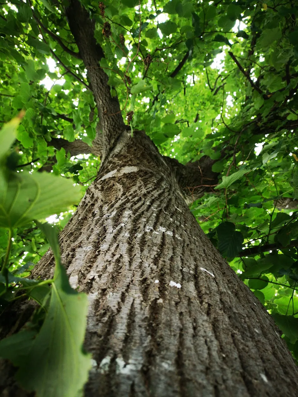 Fête de l'arbre et des plantes 16eme éditions