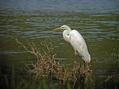 Oiseaux d'eau tout un monde à découvrir