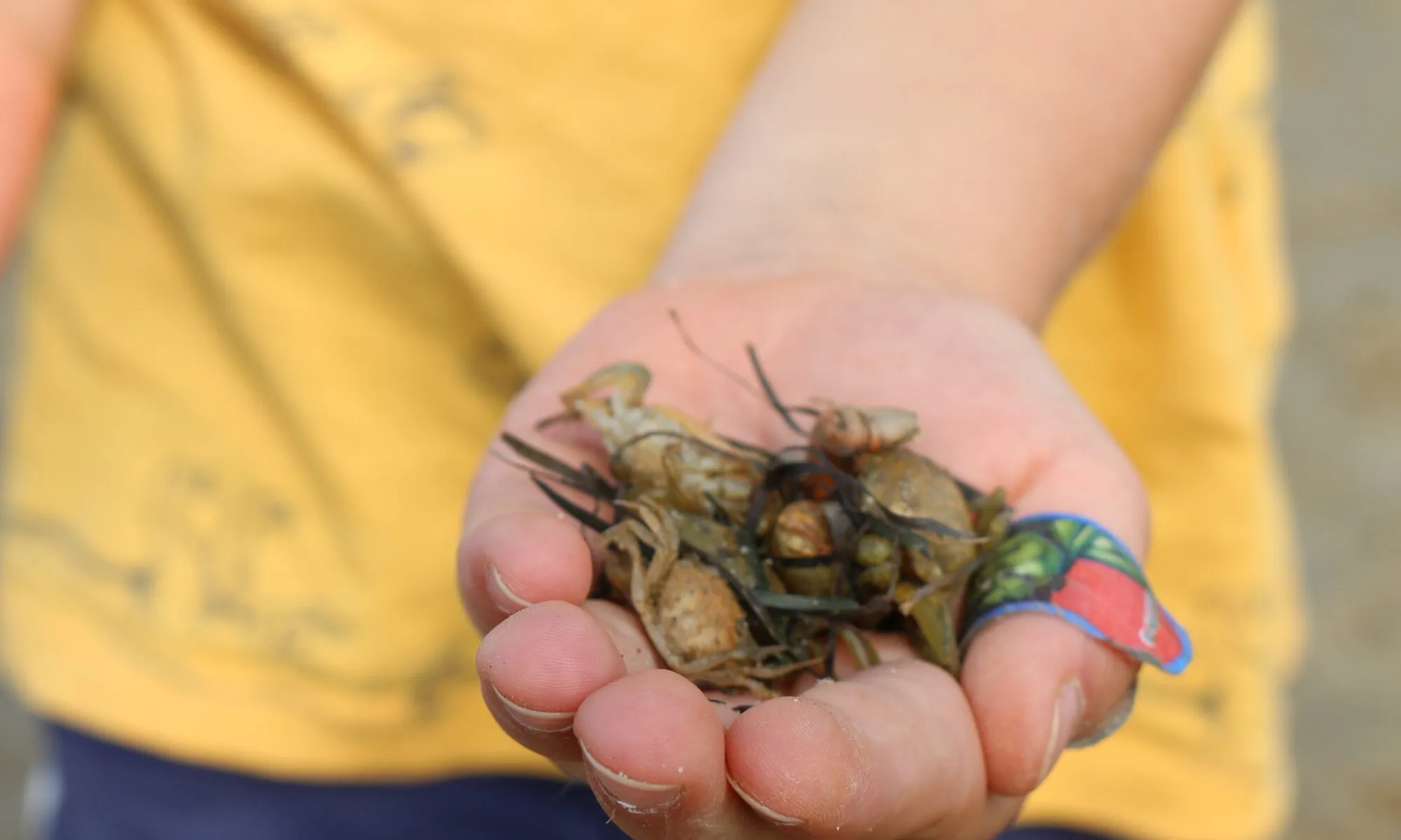 La plage des petits explorateurs