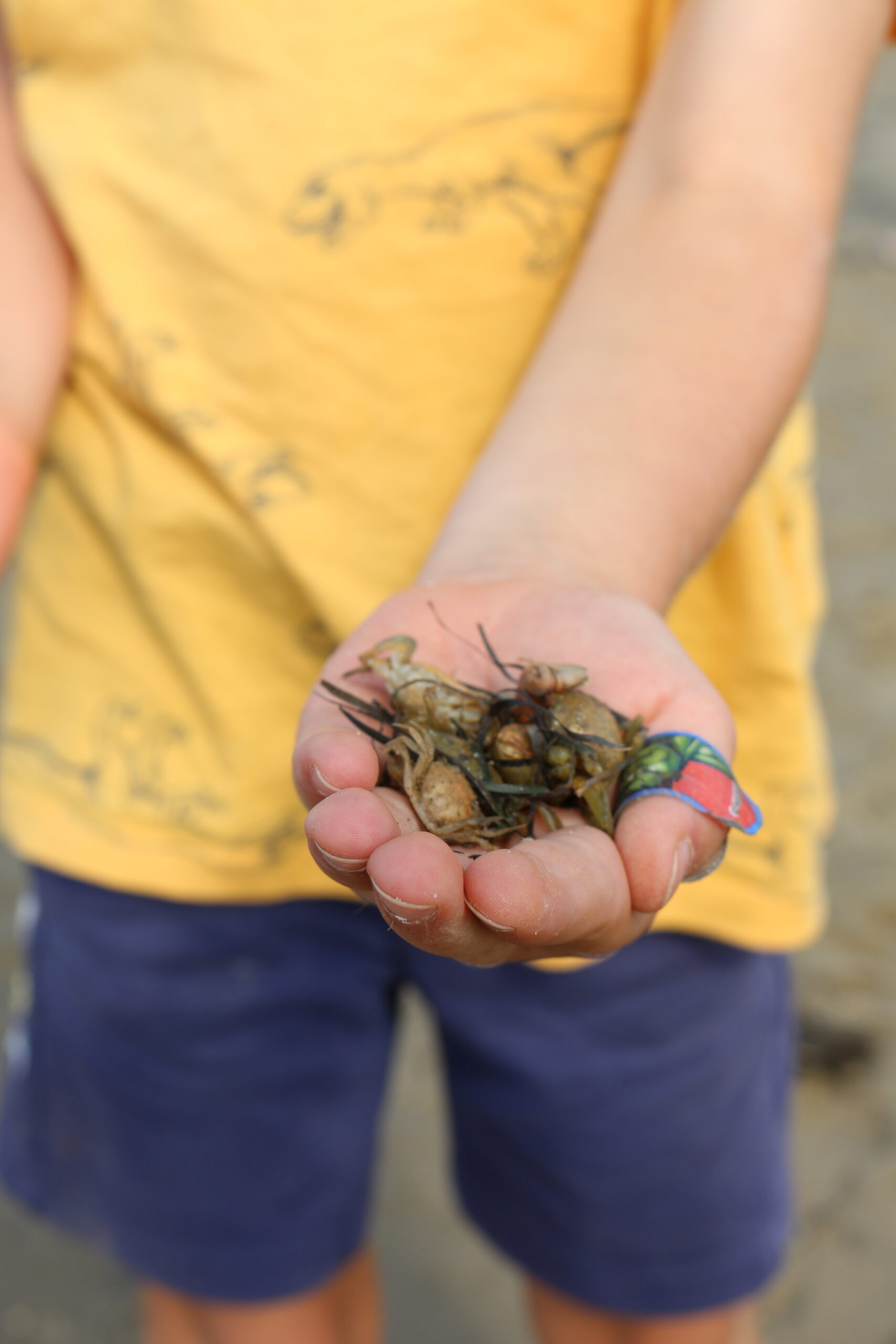 La plage des petits explorateurs