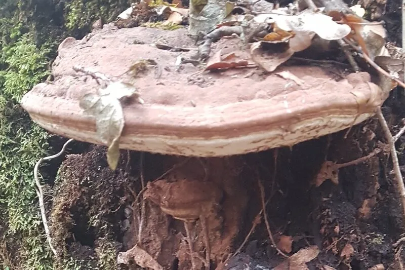 Initiation à la découverte des chamignons