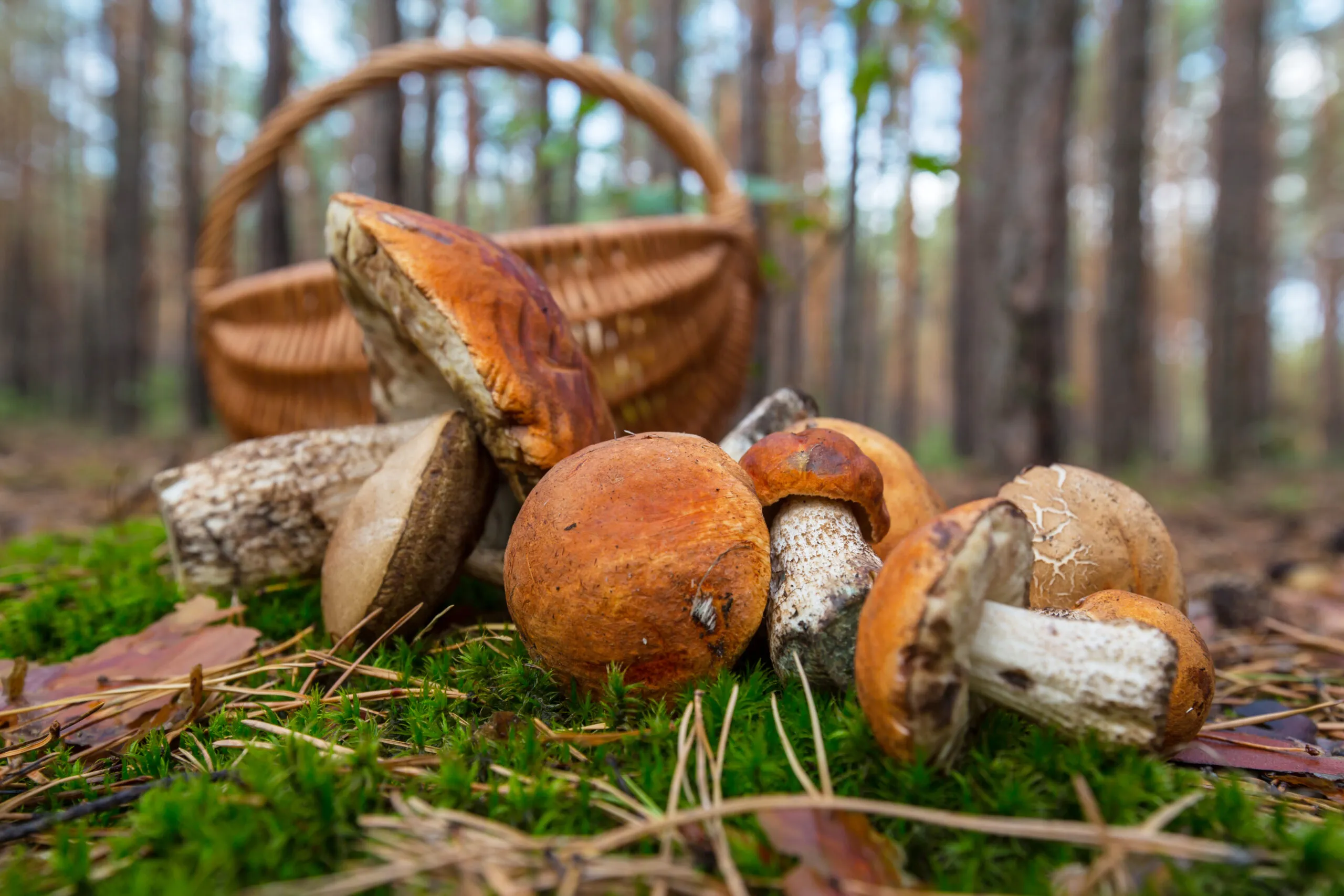 Les champignons