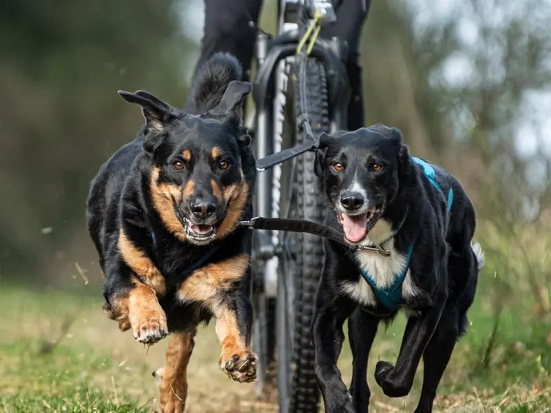 Course internationale de chiens de traîneaux