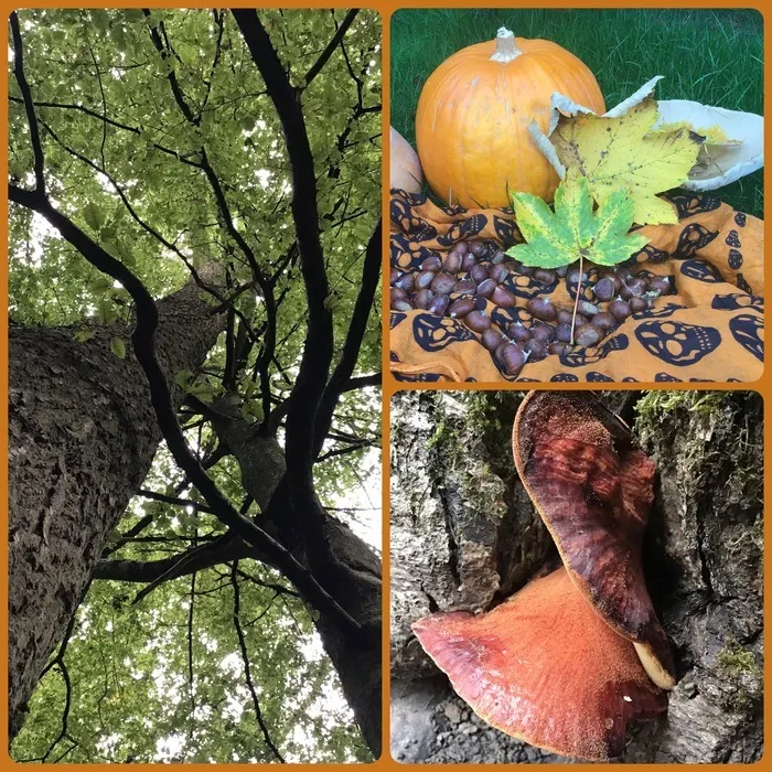 Contes des citrouilles et des châtaignes Bois Saint-Martin - Forêt régionale du Maubué Noisy le Grand