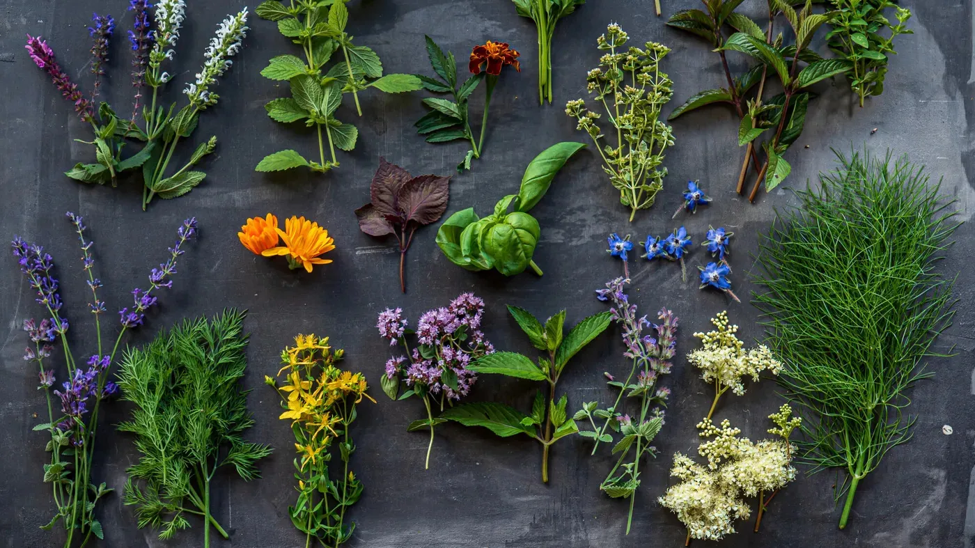 CONFÉRENCES PLANTES MÉDICINALES DE L'AUTOMNE