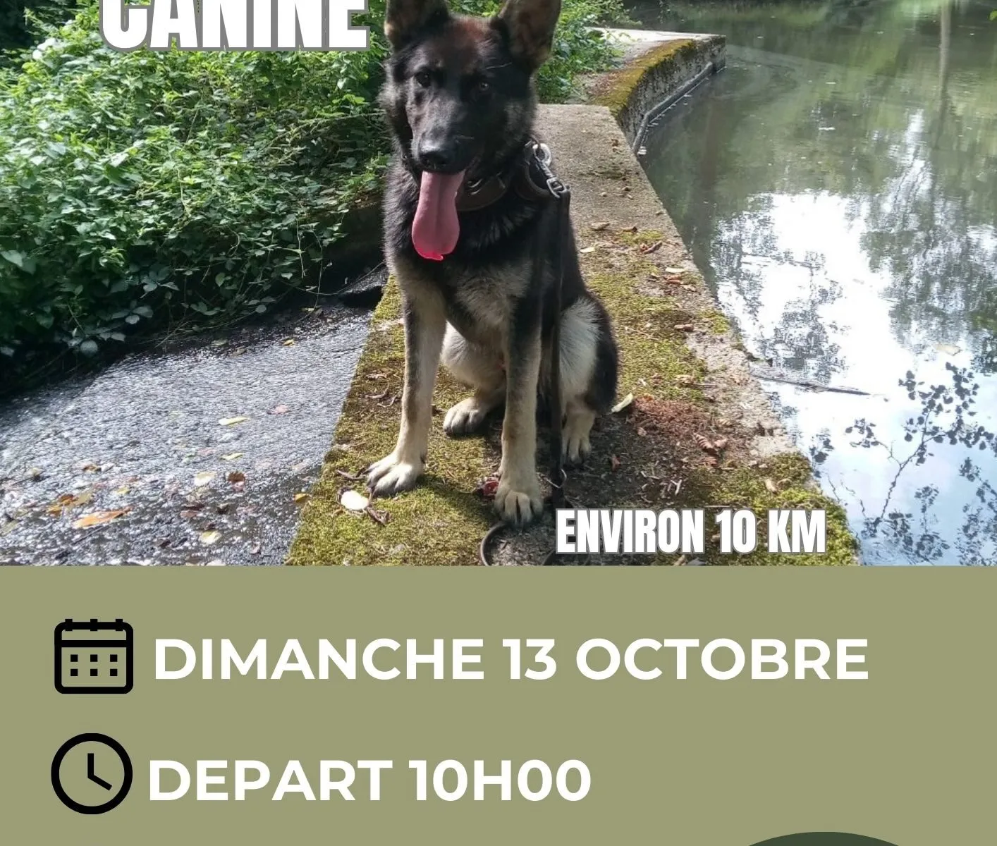 Randonnée canine