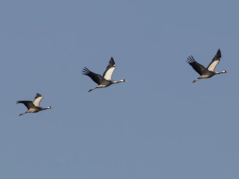 Visite "La migration des oiseaux" [Perfectionnement]