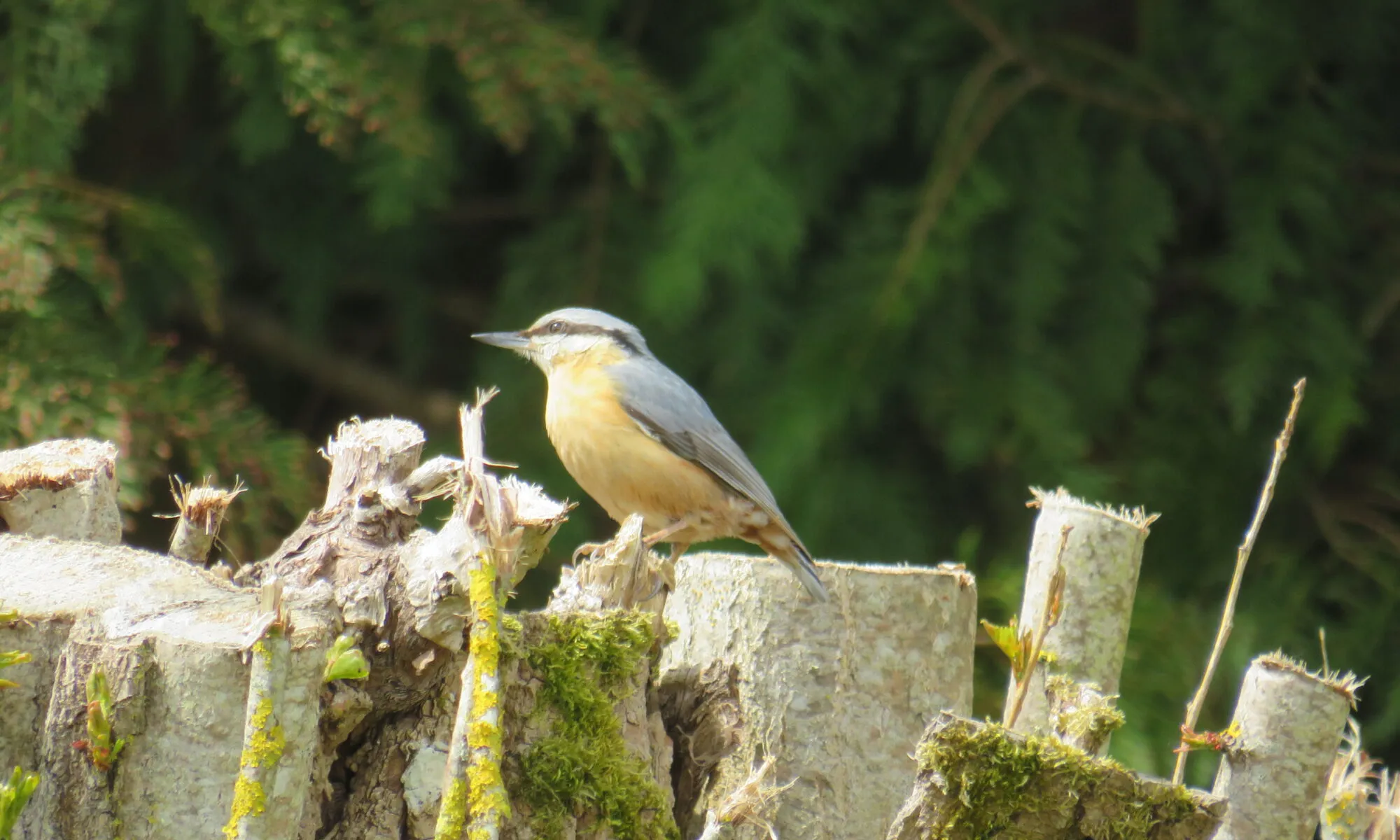 Activités naturalistes sortie à l'île Navière