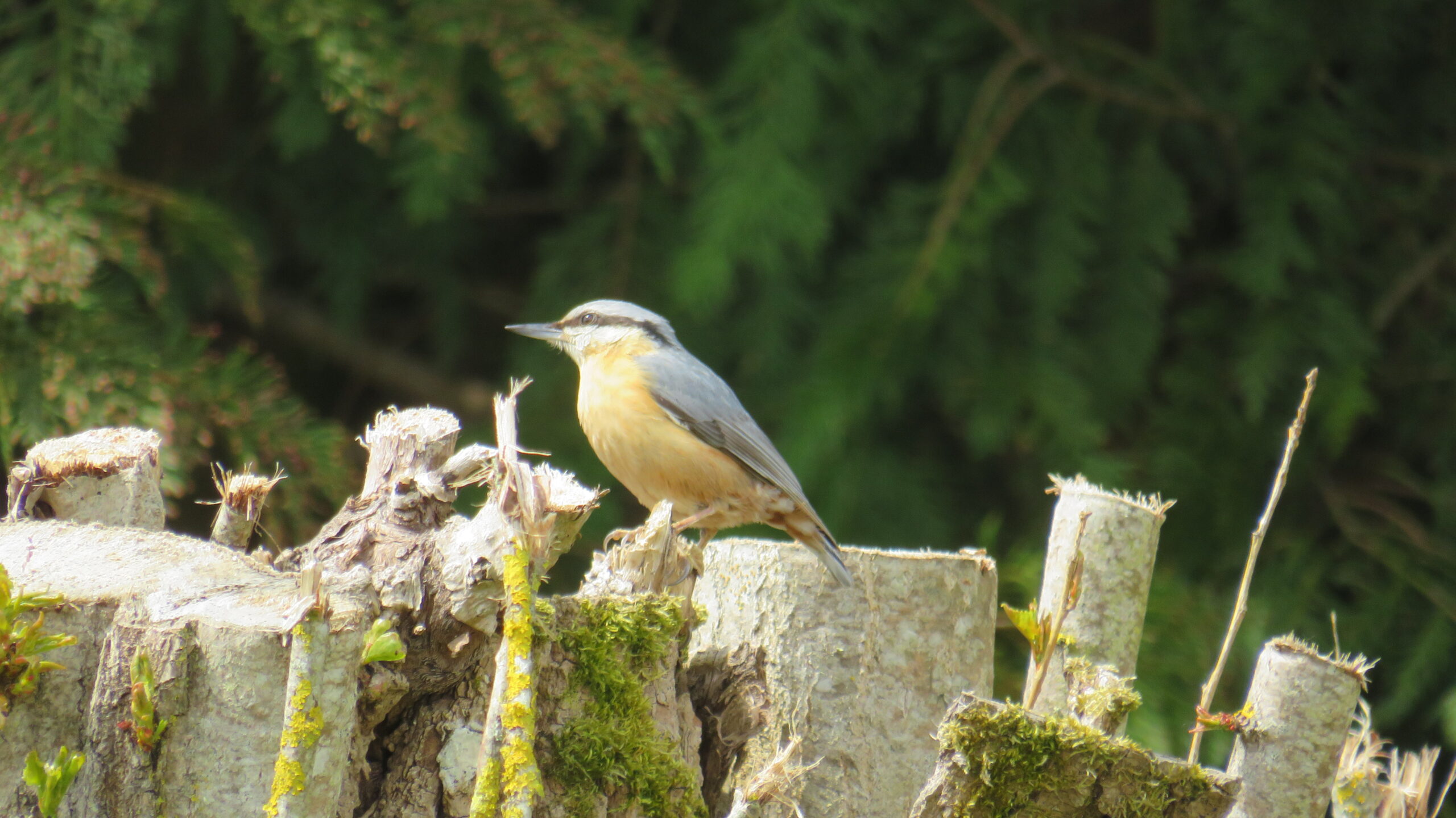 Activités naturalistes sortie à l'île Navière