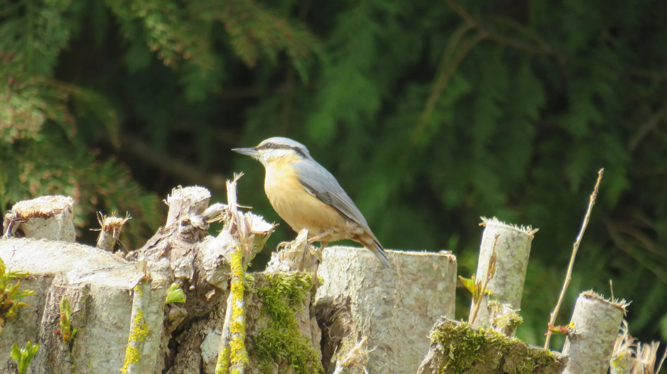 Activités naturalistes sortie à l'île Navière