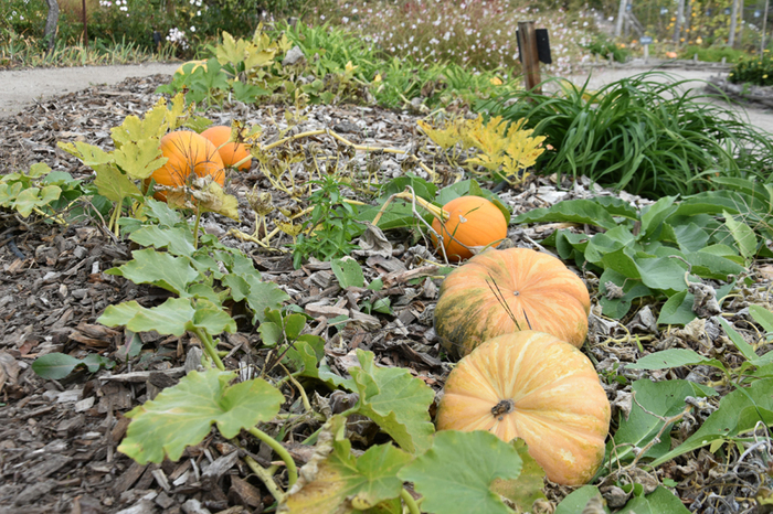 Atelier d'automne : creusage de citrouilles Château de La Bussière La bussiere