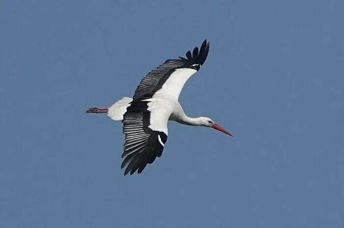 Oiseaux migrateurs: comment font-ils pour trouver leur chemin ? Espace naturel régional du Mont Guichet Chelles