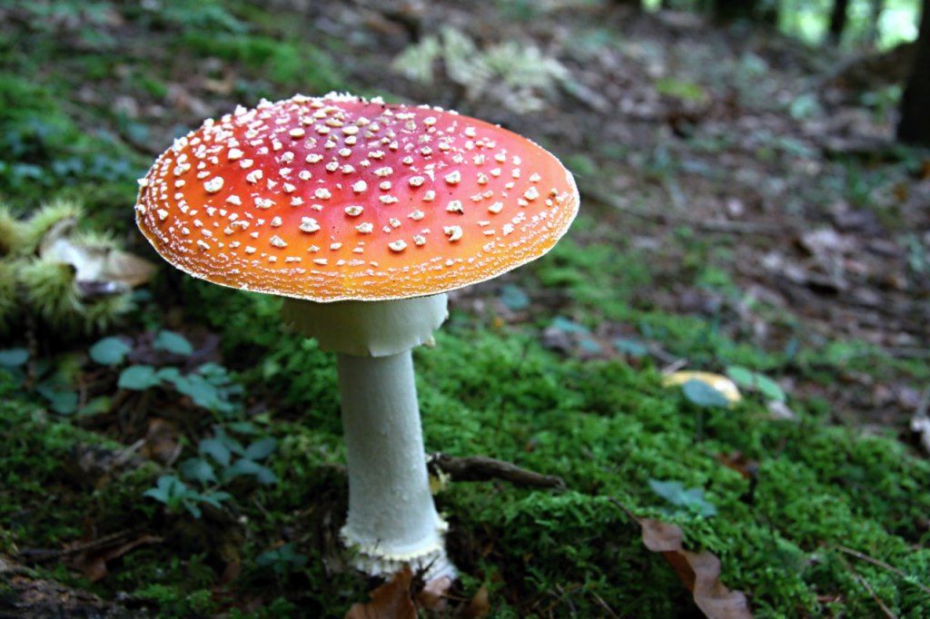 Balade nature les champignons