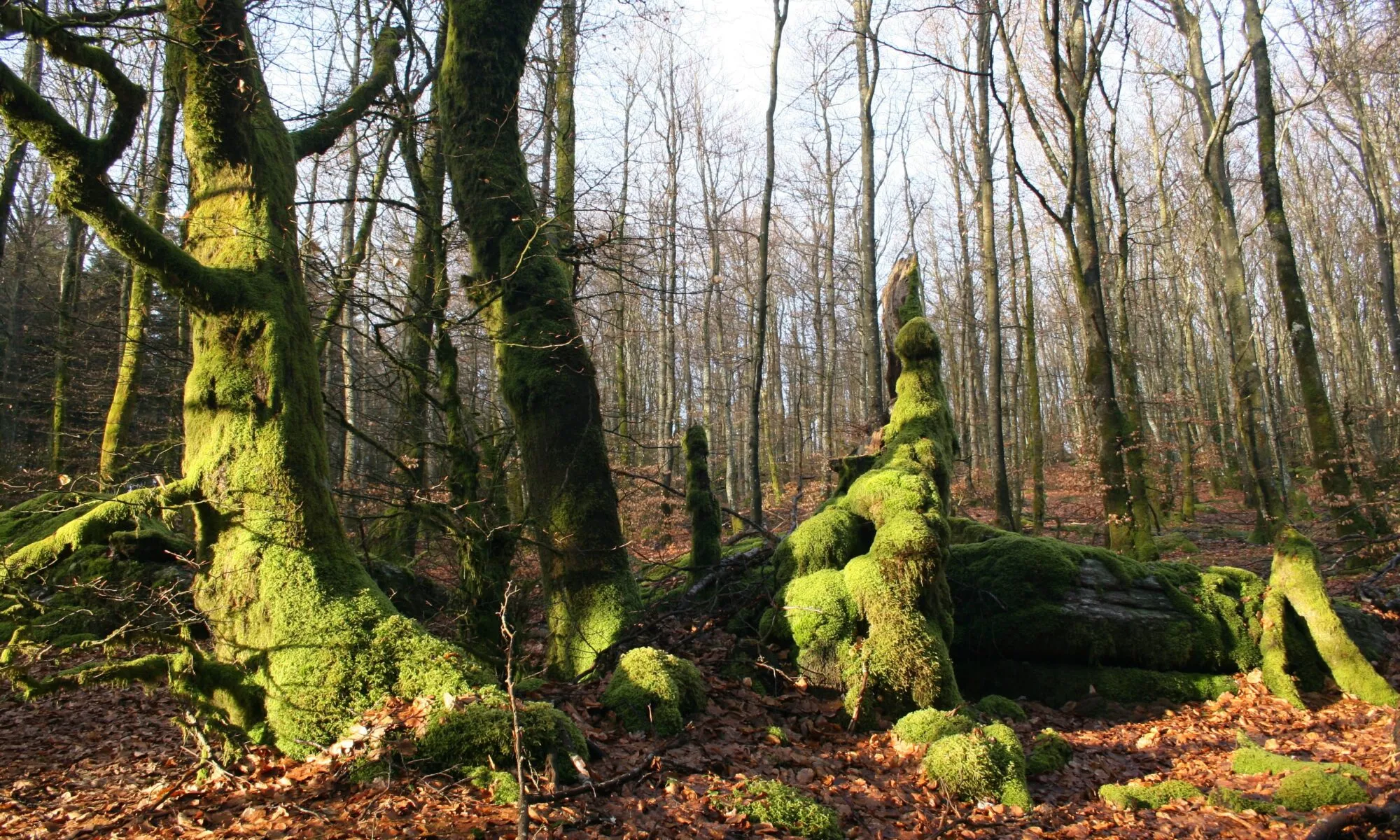 LA FORÊT FACE AU CHANGEMENT CLIMATIQUE