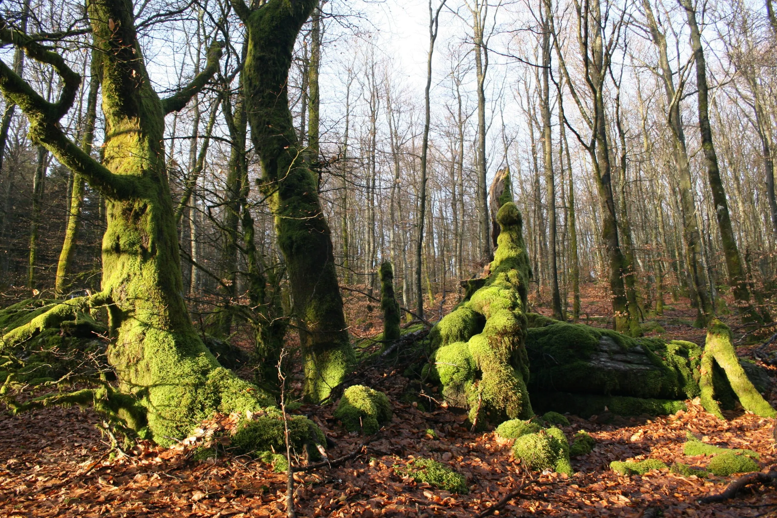 LA FORÊT FACE AU CHANGEMENT CLIMATIQUE