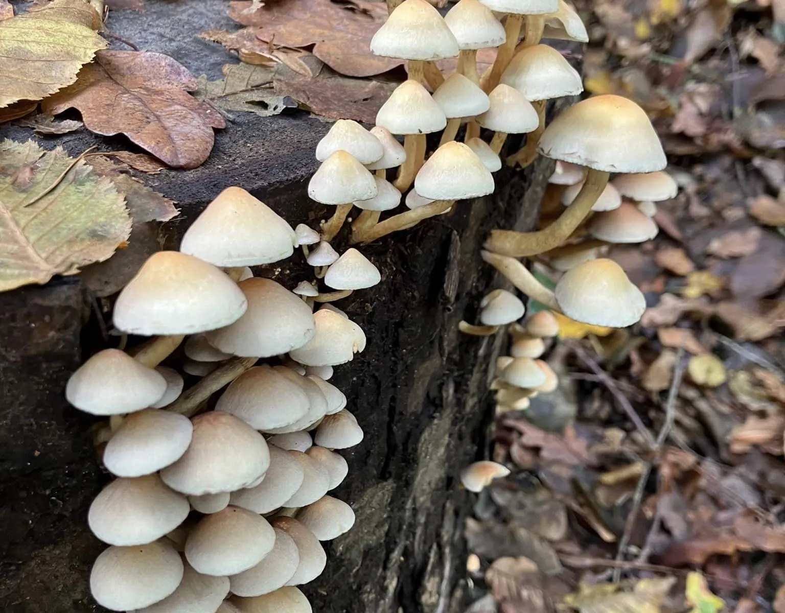 Le monde mystérieux des champignons