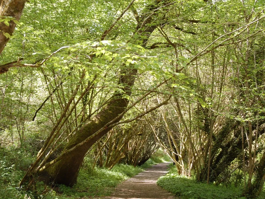 Balade Le trésor des arbres