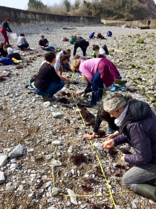 BIOLIT Les Observateurs du Littoral participez à un suivi de l'estran du littoral basqu