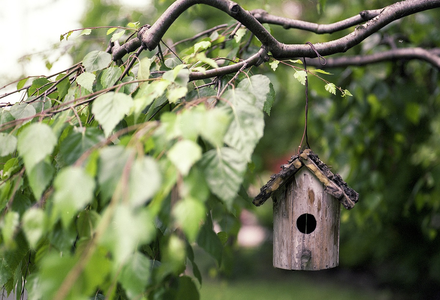 Oiseaux des nichoirs et mangeoires