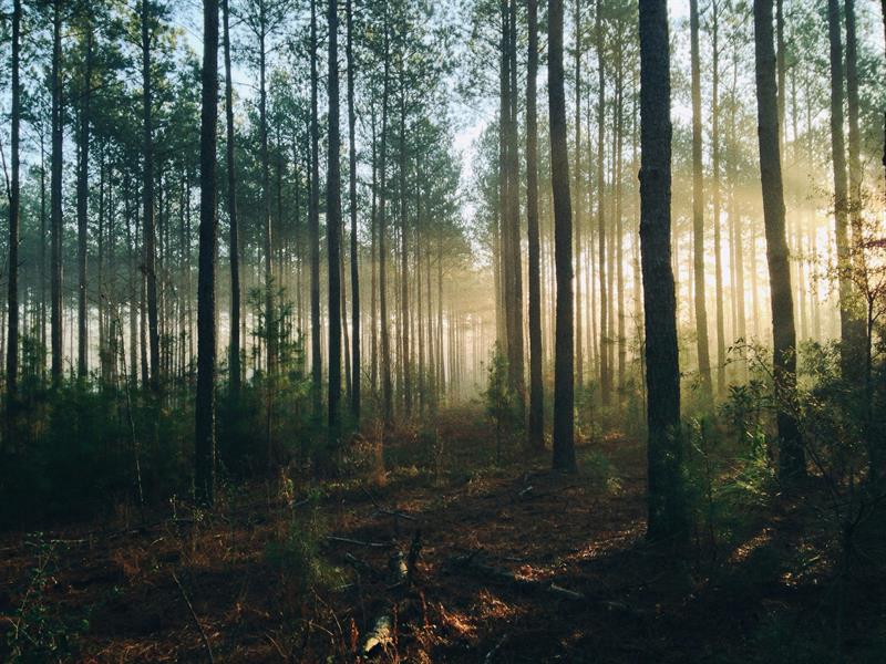 Exposition photographique La forêt de Valérie Meyer