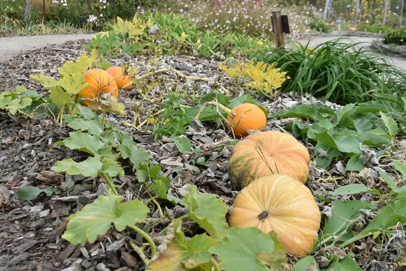 Atelier d'automne creusage de citrouilles