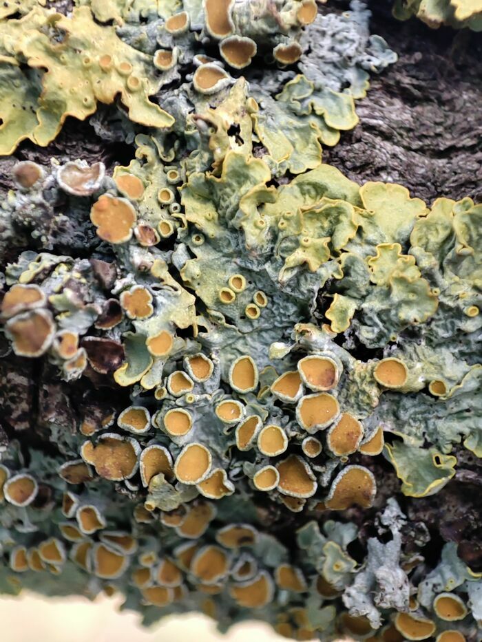 Lichens