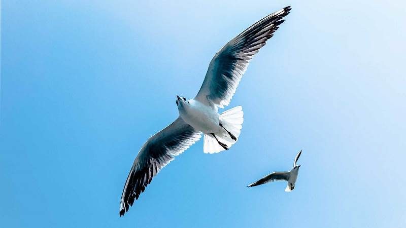 Découvrir les oiseaux du Bassin et les Prés Salés Ouest