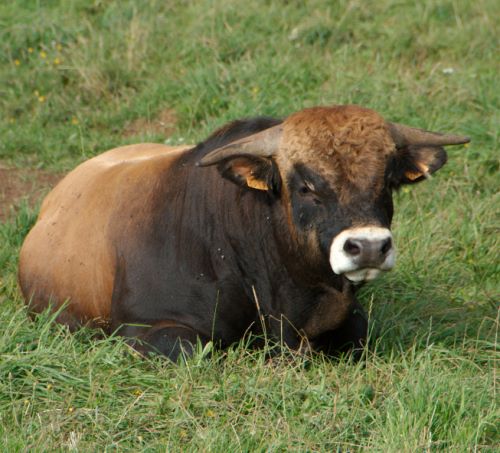 Concours des Boeufs de Noël de Laissac