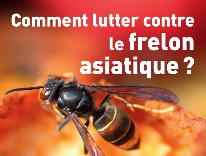 Stand  "Luttons contre le frelon asiatique" Le Rucher du Moulin Fresnay-sur-Sarthe