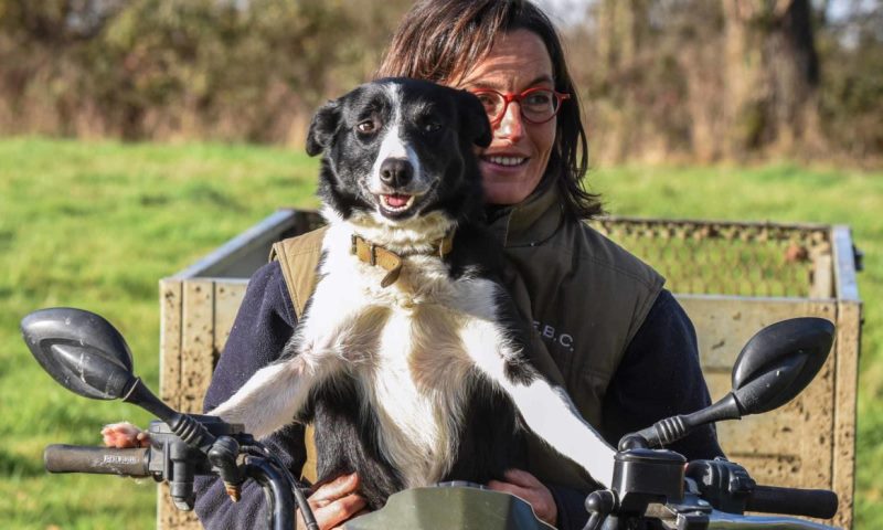 Les moutons de Fonteneuille et les chiens Border Collie