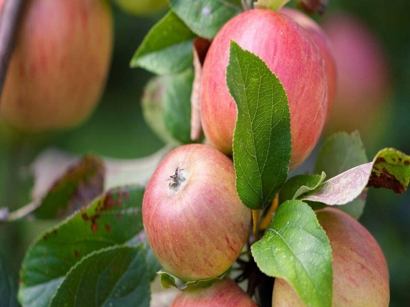 Salon Saveurs d'Automne Livarot