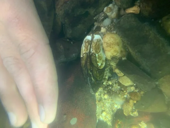 Un trésor dans la Rouvre Maison de la Rivière et du Paysage Athis-Val-de-Rouvre