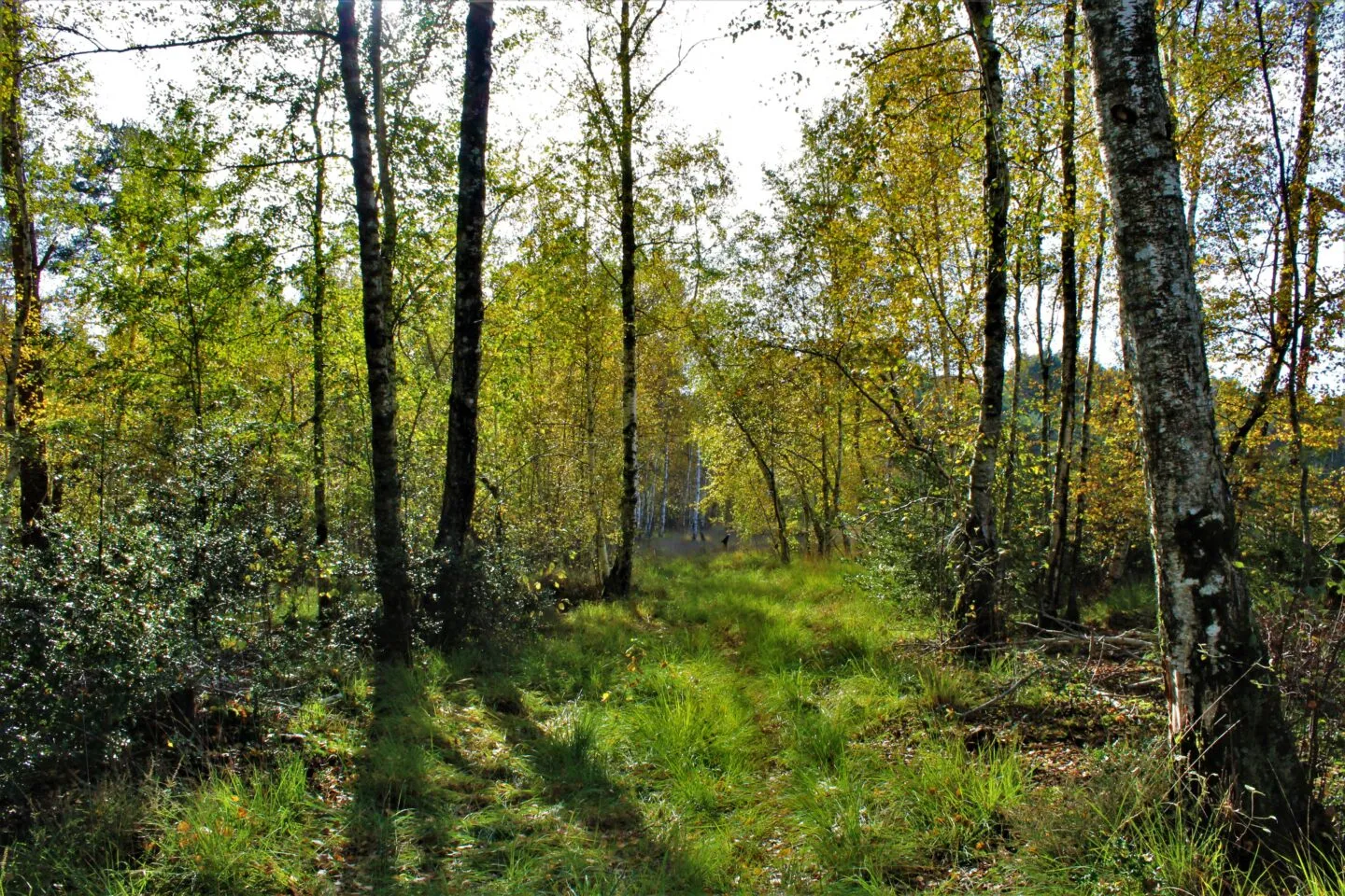 Escapades nature à la Tourbière des Landes