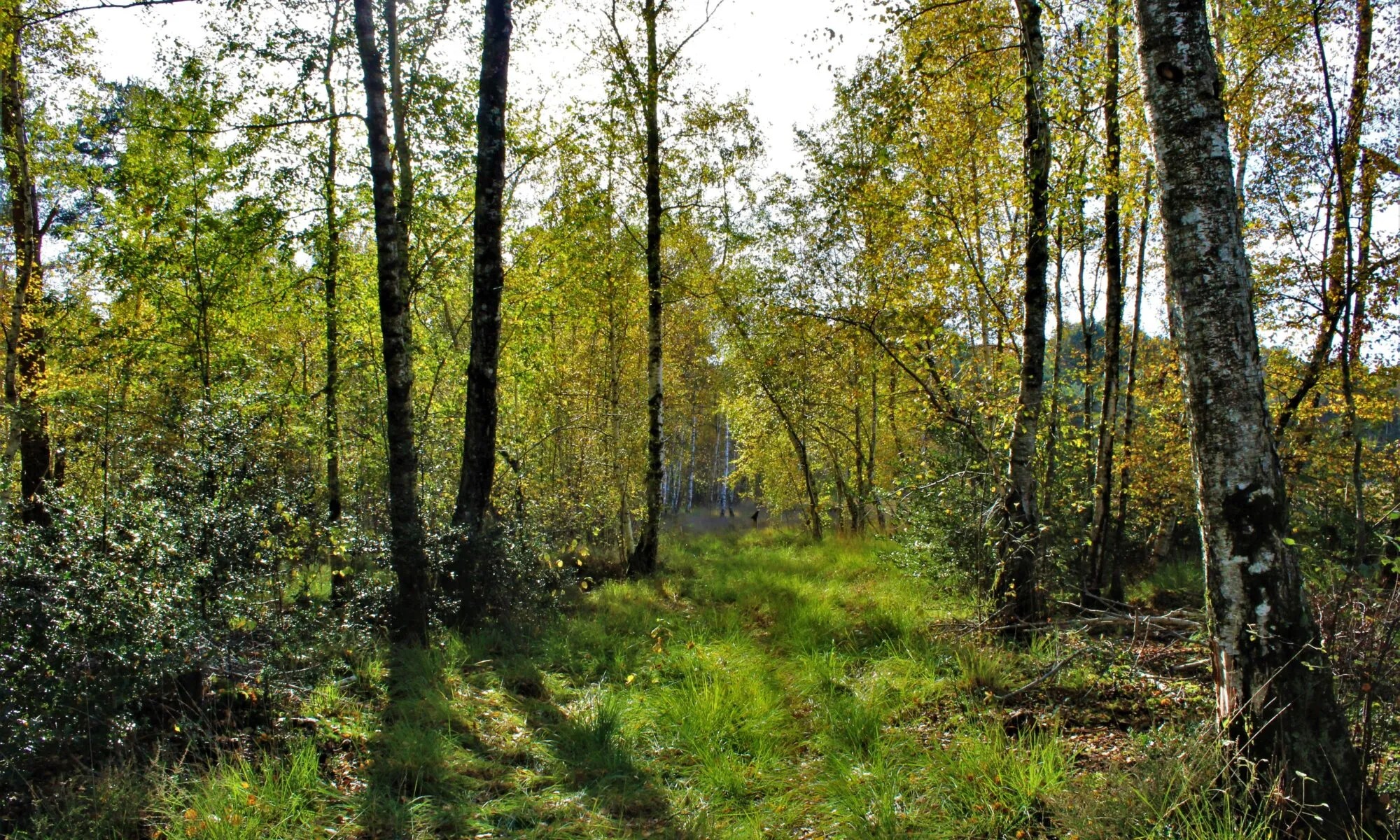 Escapades nature à la Tourbière des Landes