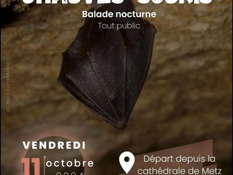 BALADE NOCTURNE À LA DÉCOUVERTE DES CHAUVES-SOURIS