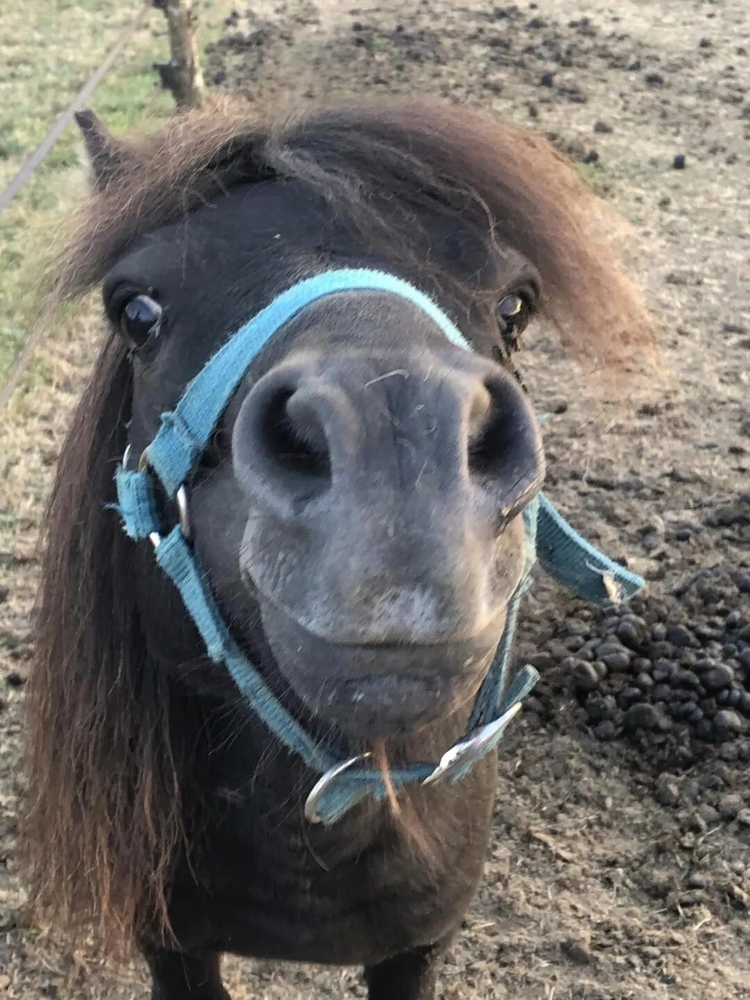 Animation avec les poneys