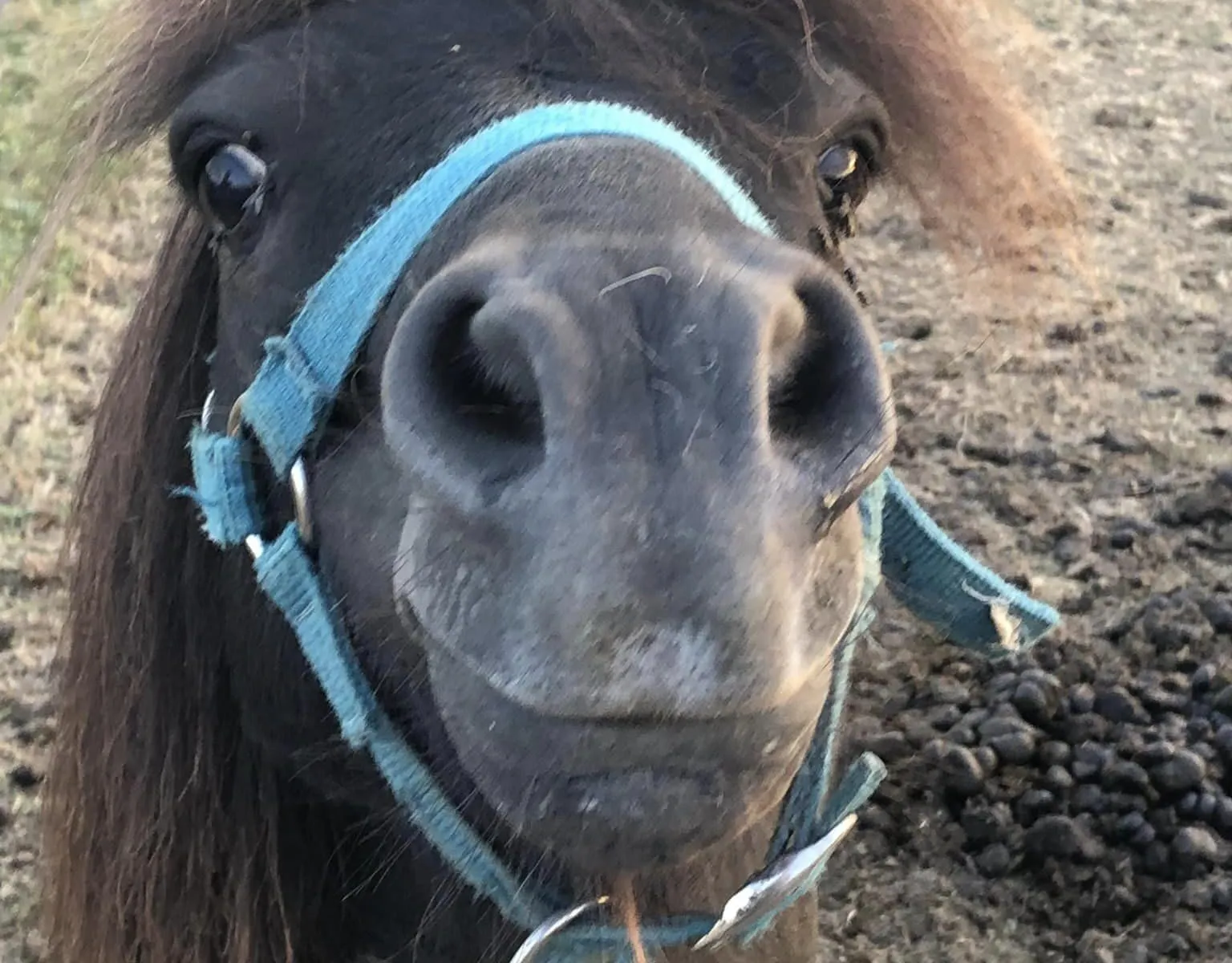 Animation avec les poneys