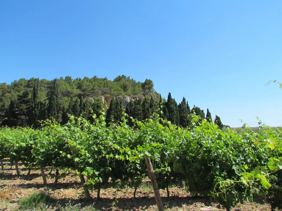 BALADES VIGNERONNES CHÂTEAU ROUQUETTE