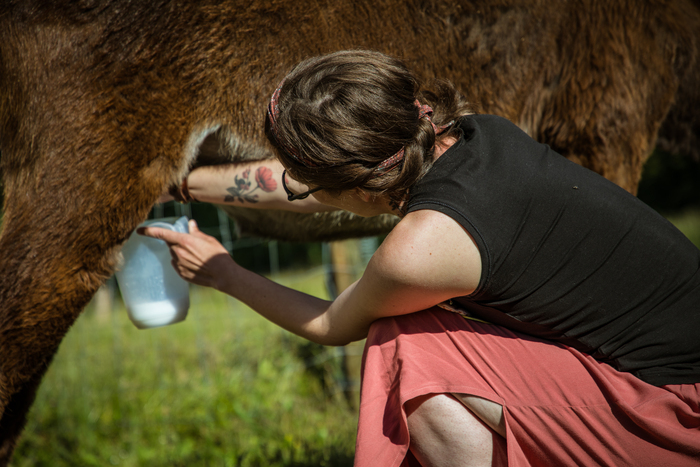 Rencontre avec des ânesses et découverte de la fabrication de produits cosmétiques à base de leur lait