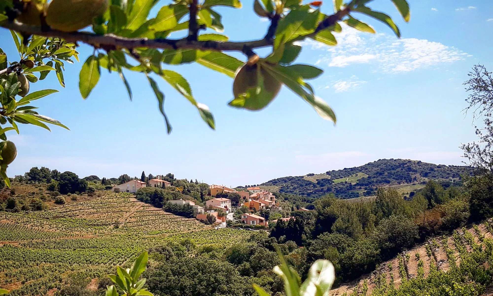 RANDONNEE ENCADREE PORT-VENDRES CLOS ST THÉRÈSE