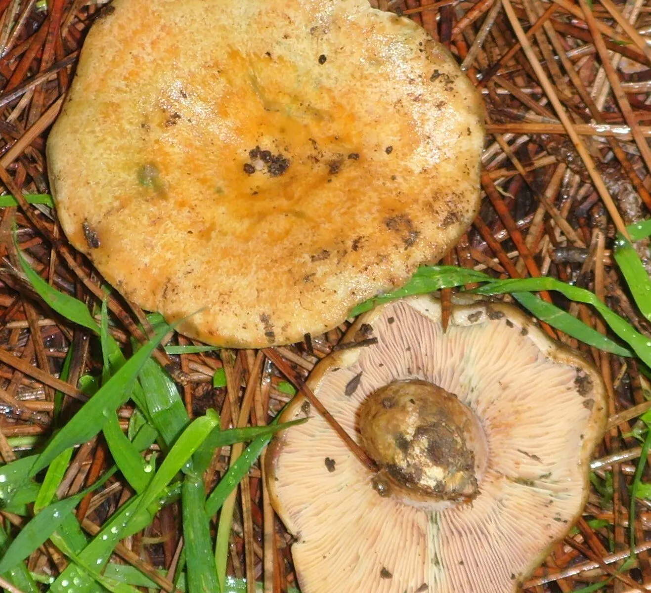 LES CHAMPIGNONS