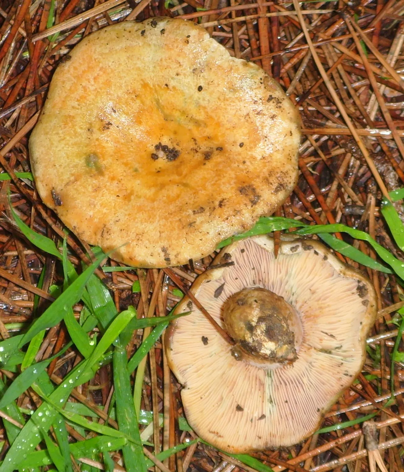 LES CHAMPIGNONS