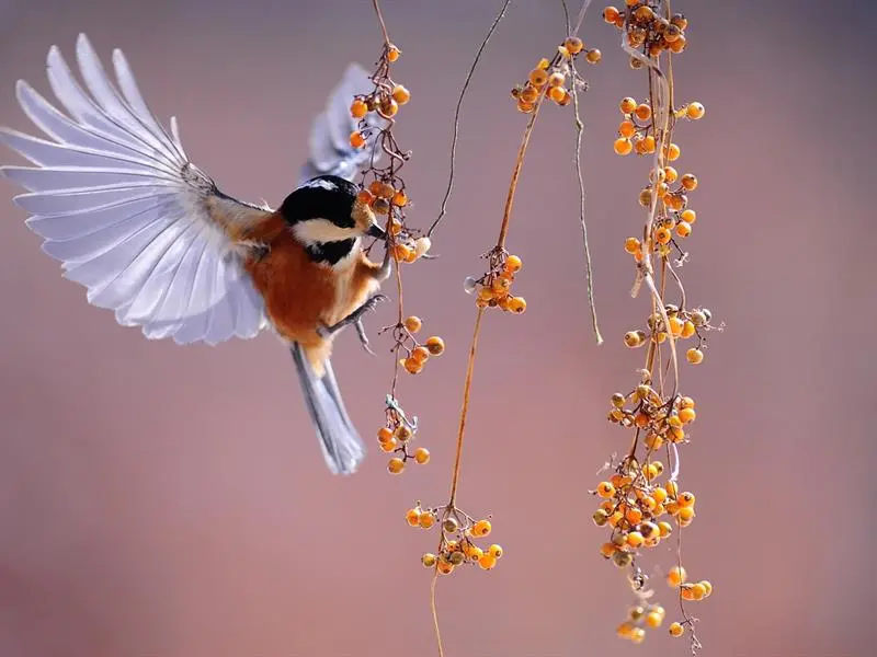 Fête de l'oiseau