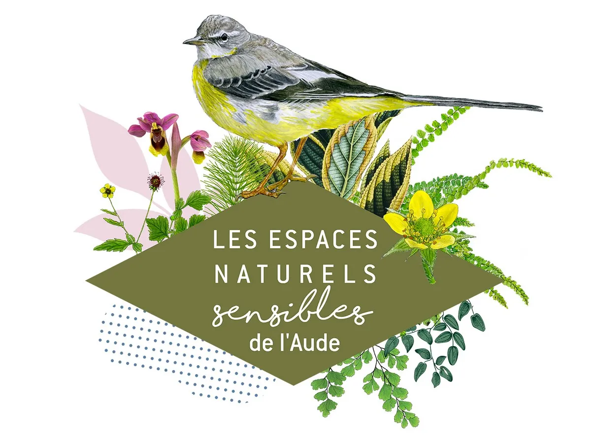 ENS LES PLANTES SAUVAGES AUTOUR DES BALCONS DE QUILLAN