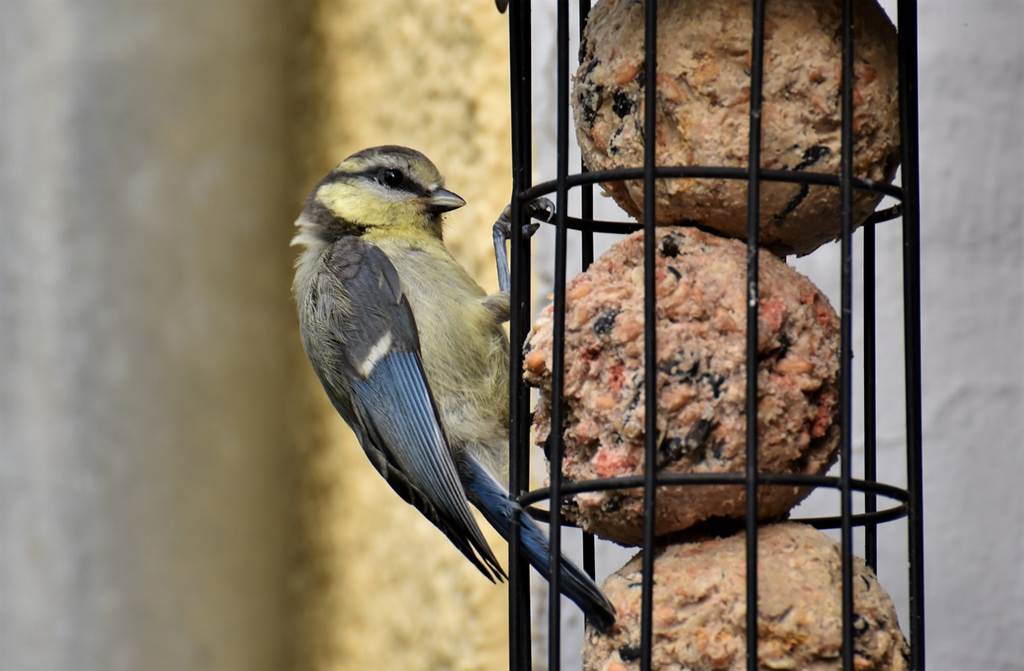 Ateliers enfants un petit oiseaux en hiver